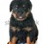 köpek · yavrusu · rottweiler · stüdyo · beyaz · köpek · siyah - stok fotoğraf © cynoclub