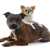 staffordshire bull terrier and chihuahua stock photo © cynoclub