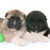 puppies american akita stock photo © cynoclub