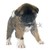 american akita puppy stock photo © cynoclub