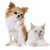 white kitten and chihuahua stock photo © cynoclub