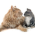 maine coon cat and kitten stock photo © cynoclub