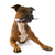 staffordshire bull terrier and toothbrush stock photo © cynoclub