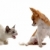 aggressive cat and chihuahua stock photo © cynoclub