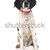 köpek · yavrusu · portre · sevimli · yürüyüş · genç - stok fotoğraf © cynoclub