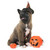 puppy american akita and halloween stock photo © cynoclub