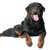 köpek · yavrusu · yetişkin · rottweiler · beyaz · köpek · siyah - stok fotoğraf © cynoclub