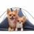 puppy and adult chihuahuas in tent stock photo © cynoclub