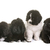 puppies newfoundland dog stock photo © cynoclub