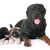 puppies american akita and rottweiler stock photo © cynoclub