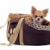 旅行 · 袋 · 子犬 · 犬 · スタジオ · ペット - ストックフォト © cynoclub