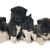 american akita puppies stock photo © cynoclub