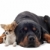 rottweiler and puppy chihuahua stock photo © cynoclub