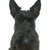 giovani · terrier · cucciolo · bianco · ritratto · nero - foto d'archivio © cynoclub