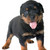puppy rottweiler in studio stock photo © cynoclub