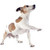 jack russel terrier stock photo © cynoclub