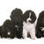 puppies newfoundland dog stock photo © cynoclub
