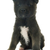 american akita puppy stock photo © cynoclub