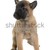 puppy belgian shepherd malinois stock photo © cynoclub