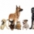 grup · pui · pisici · câini · alb · copil - imagine de stoc © cynoclub