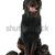 rottweiler · köpek · yavrusu · portre · siyah · genç - stok fotoğraf © cynoclub