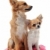 puppy and adult chihuahua stock photo © cynoclub