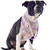 staffordshire bull terrier and pearl collar stock photo © cynoclub