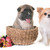 puppy american akita and chihuahua stock photo © cynoclub