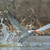 Caspian Tern taking to the air after a dive stock photo © davemontreuil