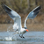 Caspian Tern taking to the air after a dive stock photo © davemontreuil
