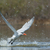 Caspian Tern with nice splash taking to the air after a dive stock photo © davemontreuil