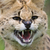 serval stock photo © david010167