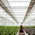 年輕 · 園丁 · 工作的 · 植物 · 溫室 · 濃 - 商業照片 © deandrobot