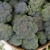 üretmek · organik · brokoli · göstermek · çiftçiler · pazar - stok fotoğraf © dgilder