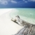 tropical beach stock photo © diego_cervo