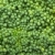 брокколи · аннотация · фон · зеленый · растительное - Сток-фото © digitalr