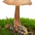 Toadstool (Greasy Toughshank, Collybia butyracea) growned on the moss stock photo © digitalr