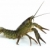Crawfish in defensive position stock photo © digitalr