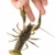 Crawfish seized the finger by claws stock photo © digitalr