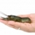 Crawfish lying in the palm stock photo © digitalr