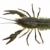 Crawfish. View from above stock photo © digitalr