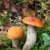 gombák · erdő · étel · természet · nyár · narancs - stock fotó © Dinga