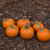 abóboras · miniatura · floresta · piso · laranja · cair - foto stock © disorderly