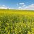 collines · couvert · fleurs · ferme · usine · jaune - photo stock © disorderly