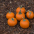 abóboras · miniatura · floresta · piso · laranja · cair - foto stock © disorderly