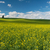 collines · couvert · fleurs · ferme · usine · Washington - photo stock © disorderly