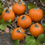 abóboras · miniatura · vines · folhas · laranja · outono - foto stock © disorderly