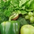 zestaw · zielone · warzyw · owoce · grupy - zdjęcia stock © dla4