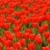 Field of red tulips stock photo © dmitry_rukhlenko