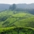 chá · céu · folha · verde · montanhas · Ásia - foto stock © dmitry_rukhlenko